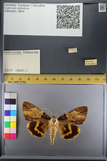 Media type: image;   Entomology 741516